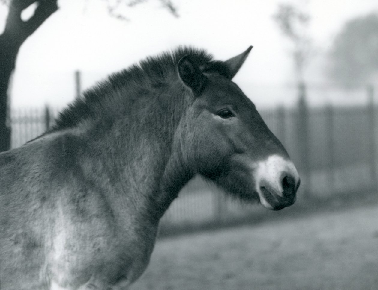 Nesli tükenmekte olan bir Przewalskis Wild Horse Londra Hayvanat Bahçesi