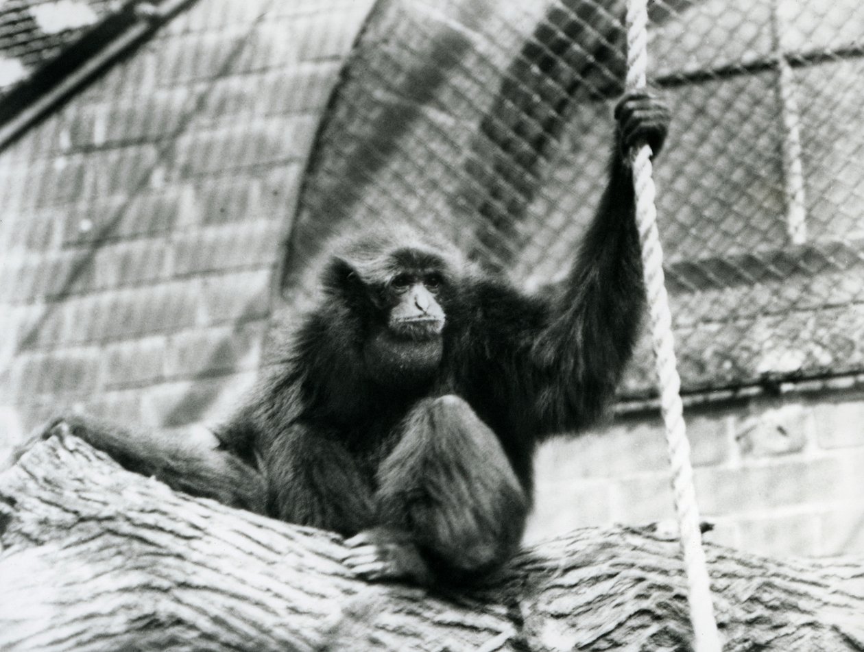 Bir kütüğün üzerinde oturan ve elinde ip tutan nesli tükenmekte olan bir Siamang jibonu, Londra Hayvanat Bahçesi, 1927 by Frederick William Bond