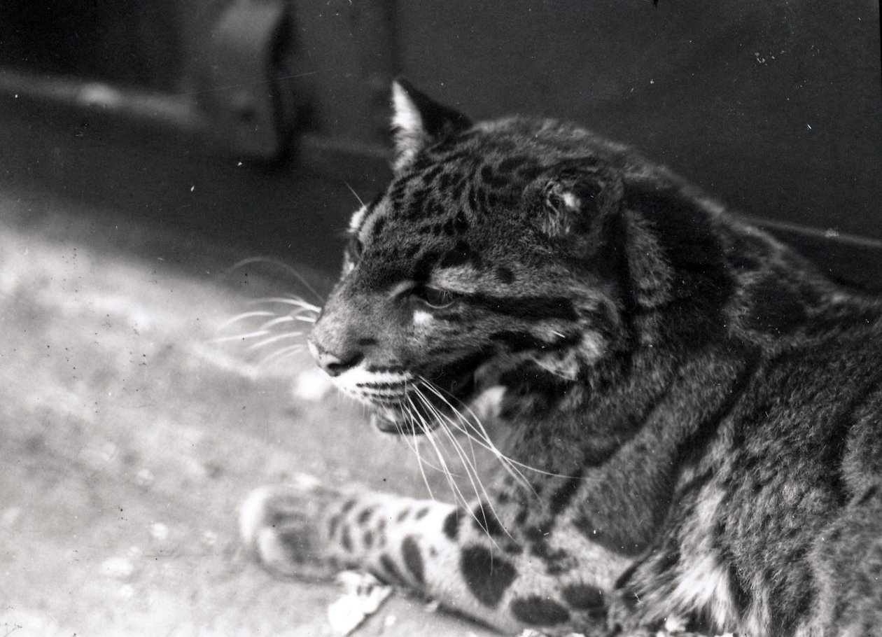 Bulutlu leopar, 1922 by Frederick William Bond