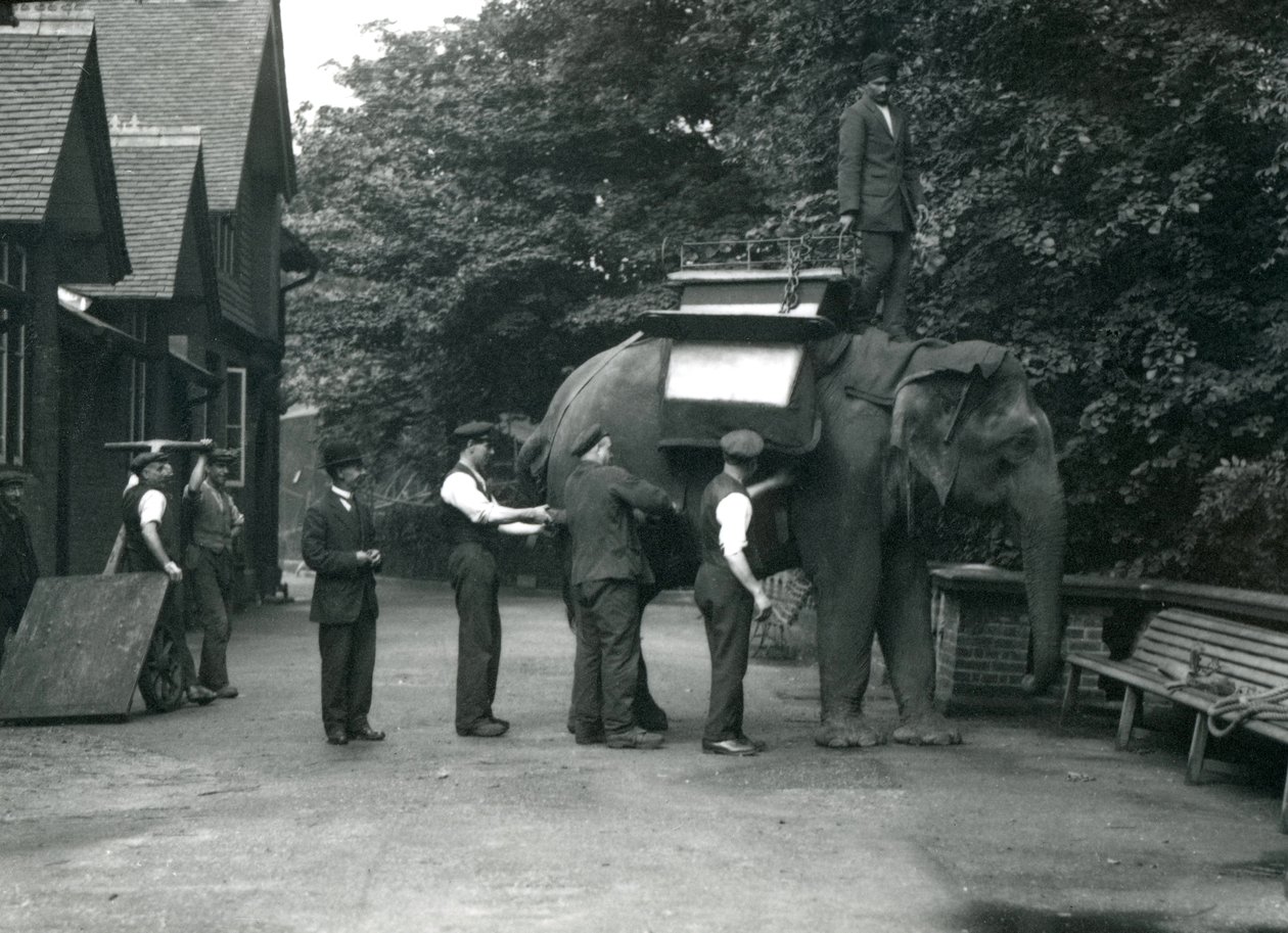 Dişi Asya Fili 'Indiarani', Elephant House'un kuzey tarafında bekçiler tarafından bir eyerle donatılıyor. Londra Hayvanat Bahçesi, Ağustos 1920 by Frederick William Bond