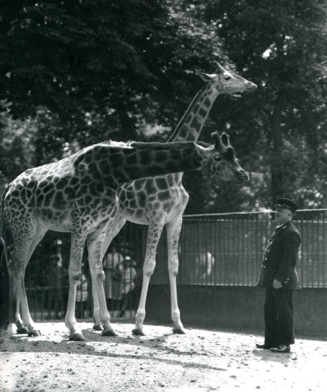 Dişi Zürafalar Maud ve Maggie, bekçi Ernie Profesör Bowman ile, Londra Hayvanat Bahçesi, Temmuz 1924 by Frederick William Bond