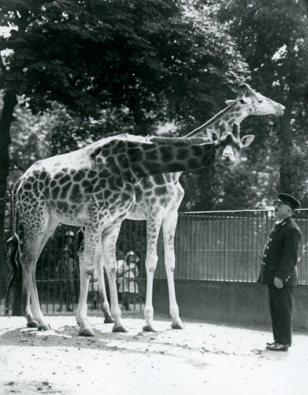 Dişi Zürafalar Maud ve Maggie, bekçi Ernie Profesör Bowman ile, Londra Hayvanat Bahçesi, Temmuz 1924 by Frederick William Bond