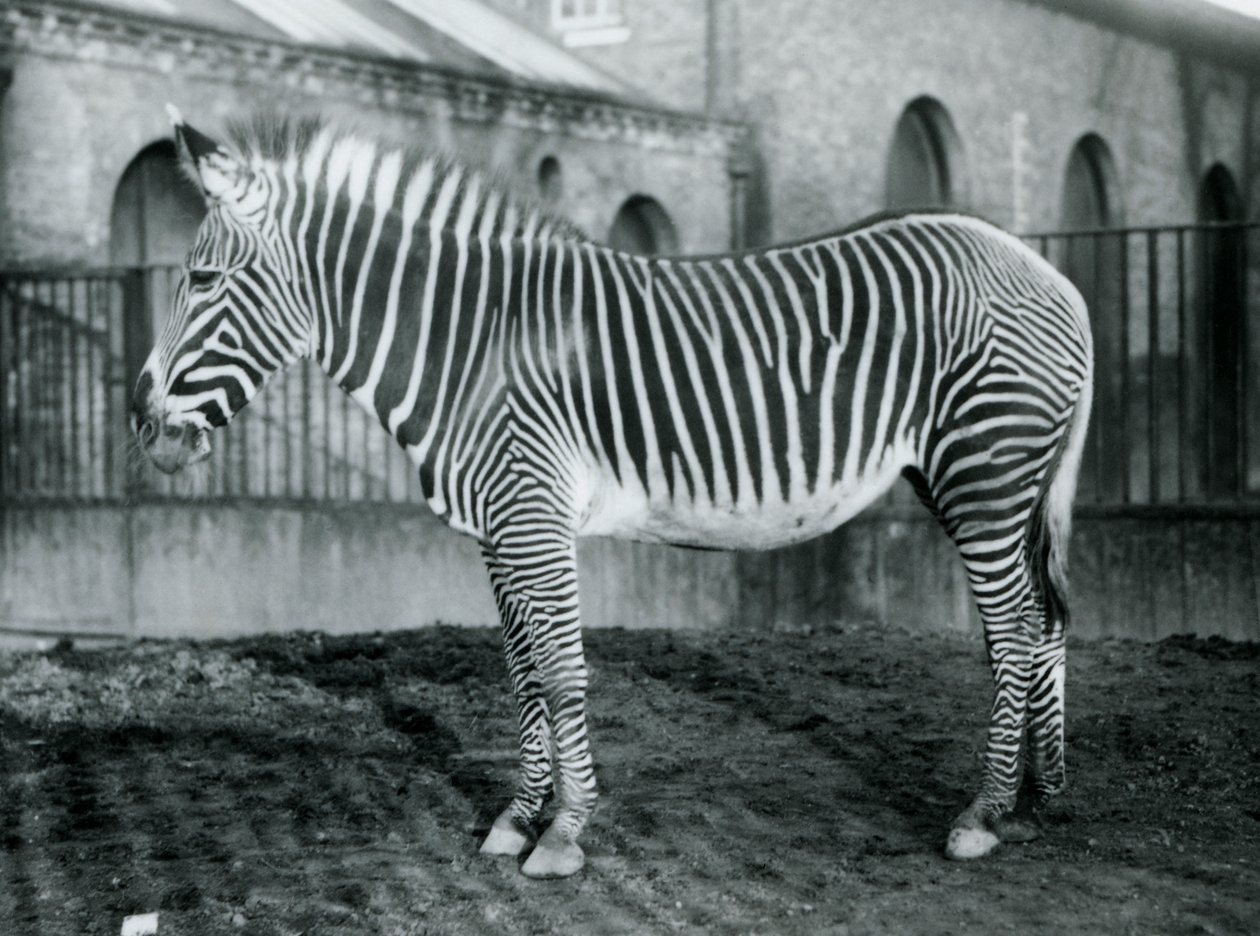Dişi Grevys Zebra veya Imperial Zebra, Jennie Londra Hayvanat Bahçesi