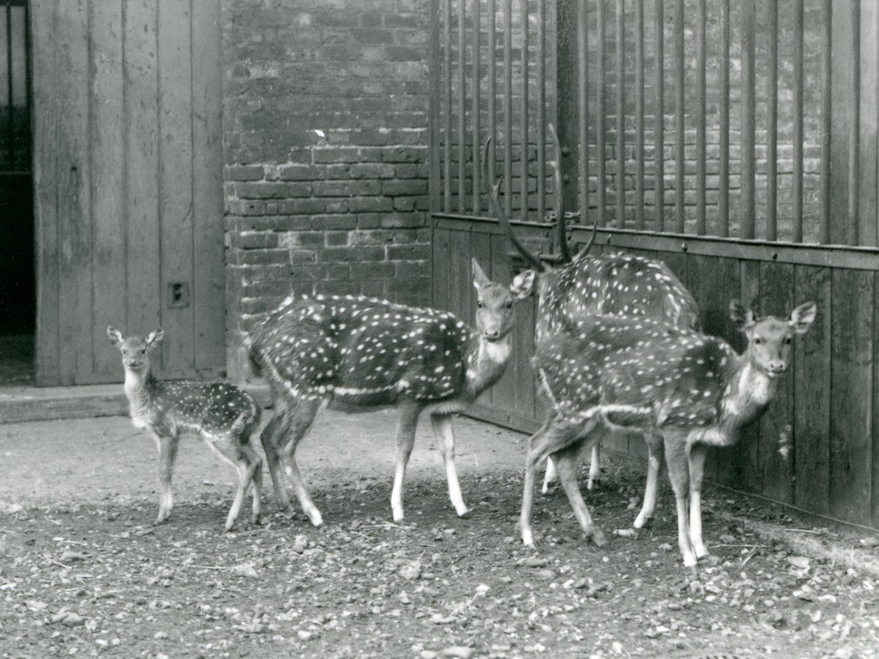 1926