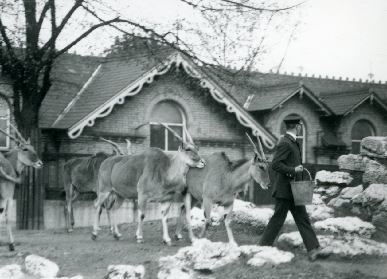 Dört Eland, Londra Hayvanat Bahçesi, Antilop Evi