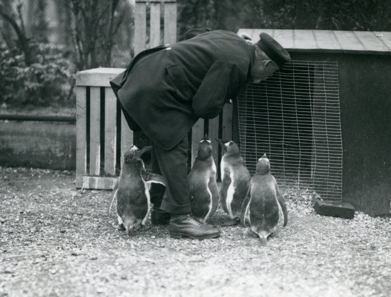 Gentoo Penguenleri ve bekçisi Albert White, Londra Hayvanat Bahçesi, c.1914 by Frederick William Bond