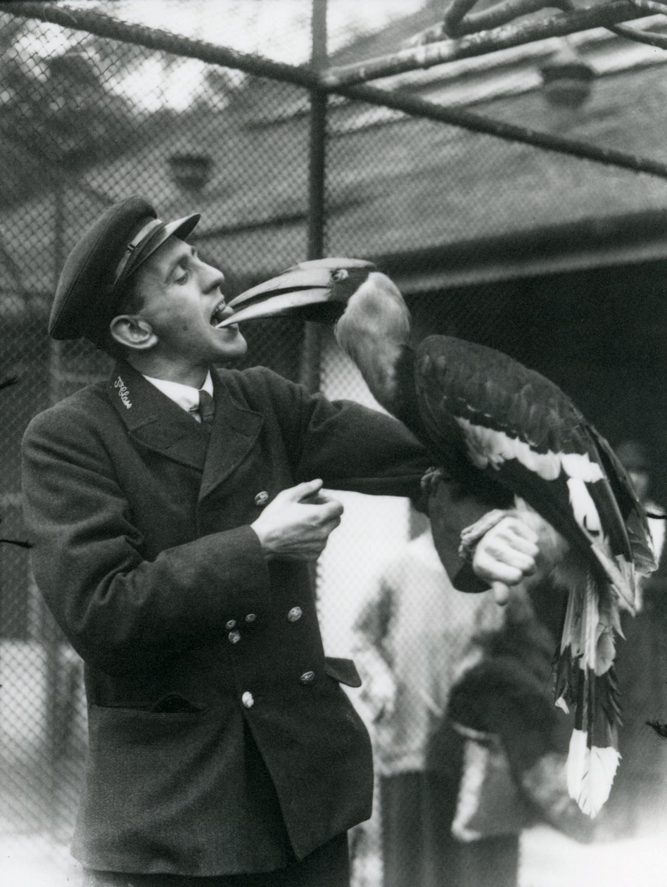 Kaleci, T. Raggett, ağzında tuttuğu bir meyveyle bir Büyük Kızılderili Boynuzgagasını besliyor. Londra Hayvanat Bahçesi 1924 by Frederick William Bond