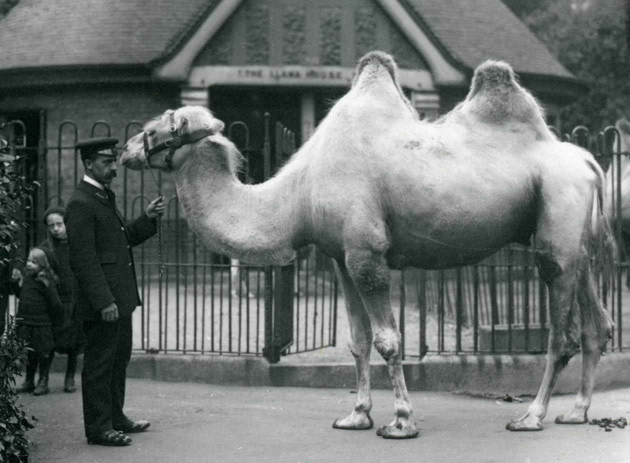Bekçi W. Styles, Londra Hayvanat Bahçesi'ndeki Llama Evi'nin önünde bir Bactrian Devesi ile, Temmuz 1914 by Frederick William Bond