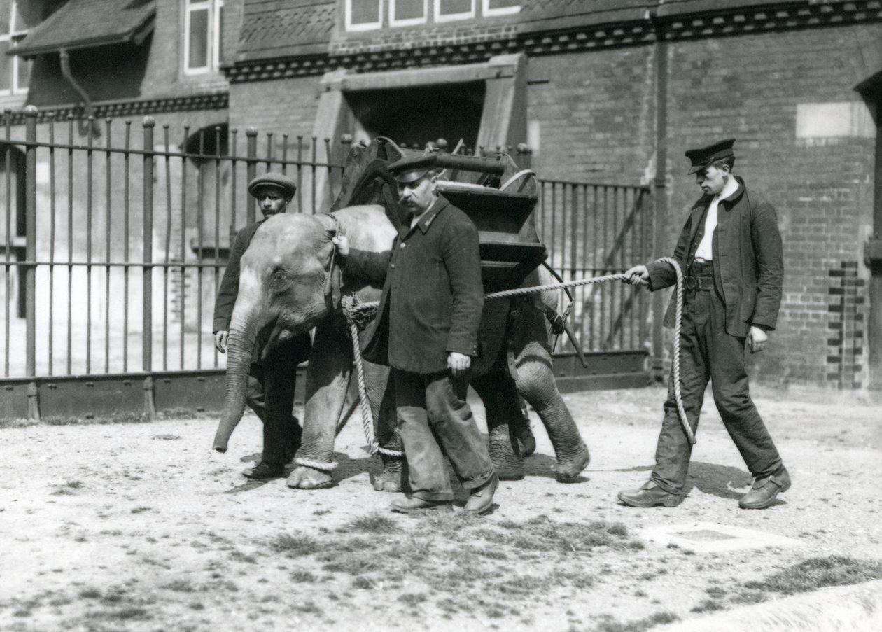 Bekçiler Jack Milbourne, H Robertson ve Thomas genç bir Asya Filini eğitiyor, Londra Hayvanat Bahçesi, Mayıs 1922 (bw fotoğraf) by Frederick William Bond