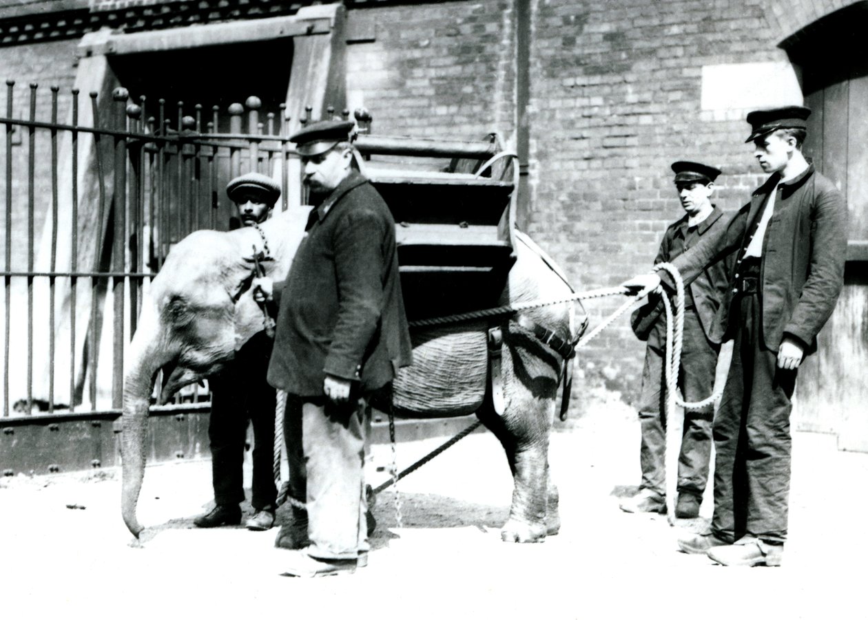 Bekçiler Jack Milbourne, H Robertson ve Thomas genç bir Asya Filini eğitiyor, Londra Hayvanat Bahçesi, Mayıs 1922 (bw fotoğraf) by Frederick William Bond