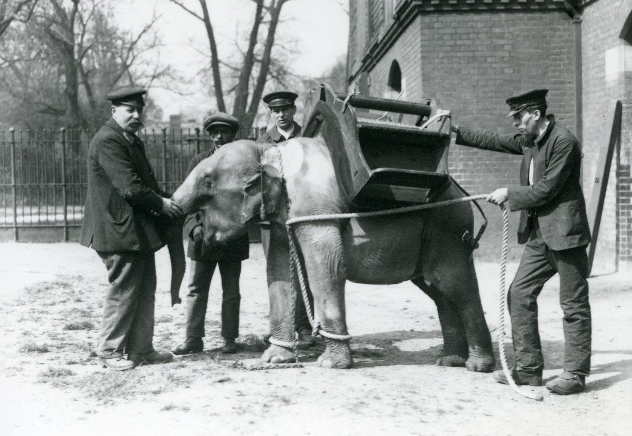 Bekçiler Jack Milbourne, H Robertson ve Thomas genç bir Asya Filini eğitiyor, Londra Hayvanat Bahçesi, Mayıs 1922 (bw fotoğraf) by Frederick William Bond