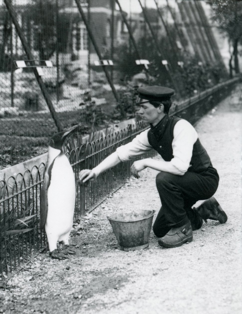Kral Penguen, Londra Hayvanat Bahçesi