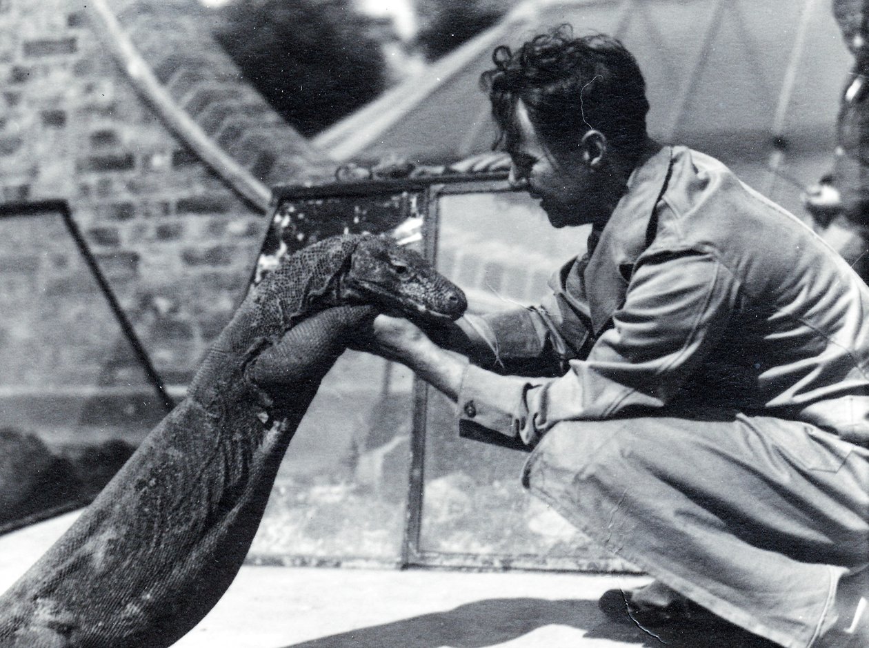 Komodo ejderi Sumbawa ve kaleci H. Alec Budd, 1928 by Frederick William Bond