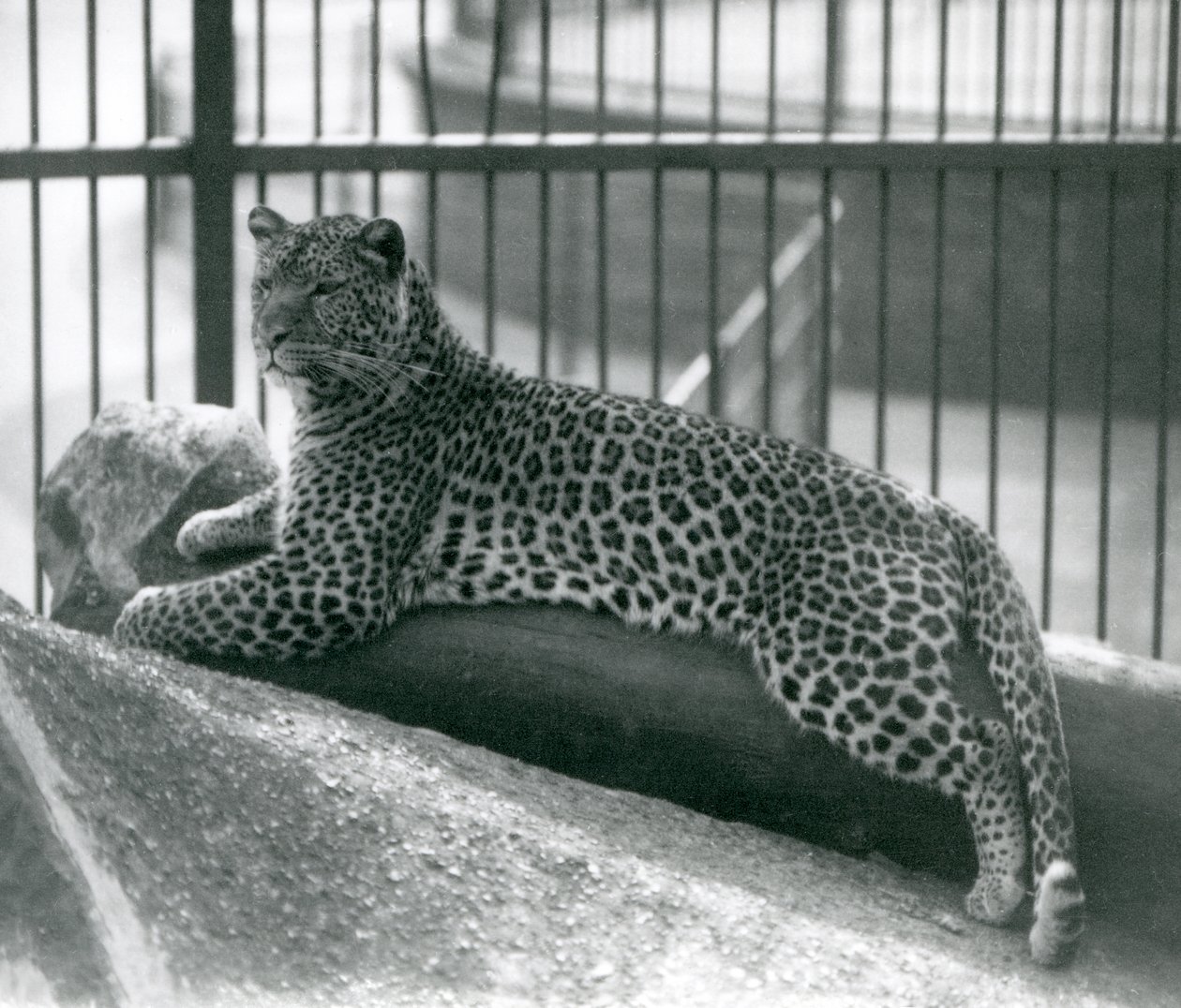 Leopard Rex, Temmuz 1925