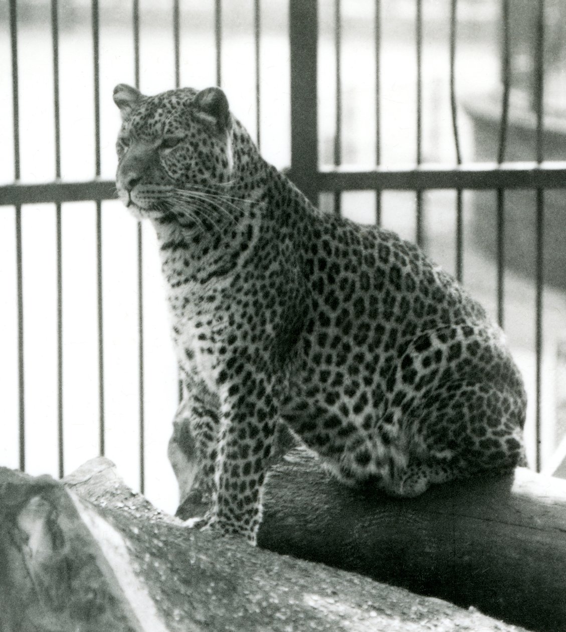 Leopard Rex, Haziran 1925