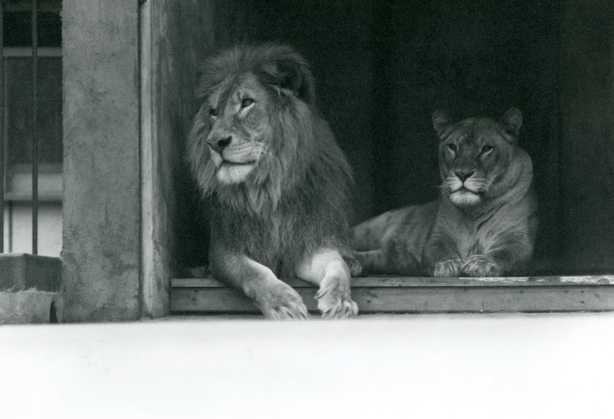 Aslan ve Dişi Aslan Kuja ve Caroline, ZSL Londra Hayvanat Bahçesi