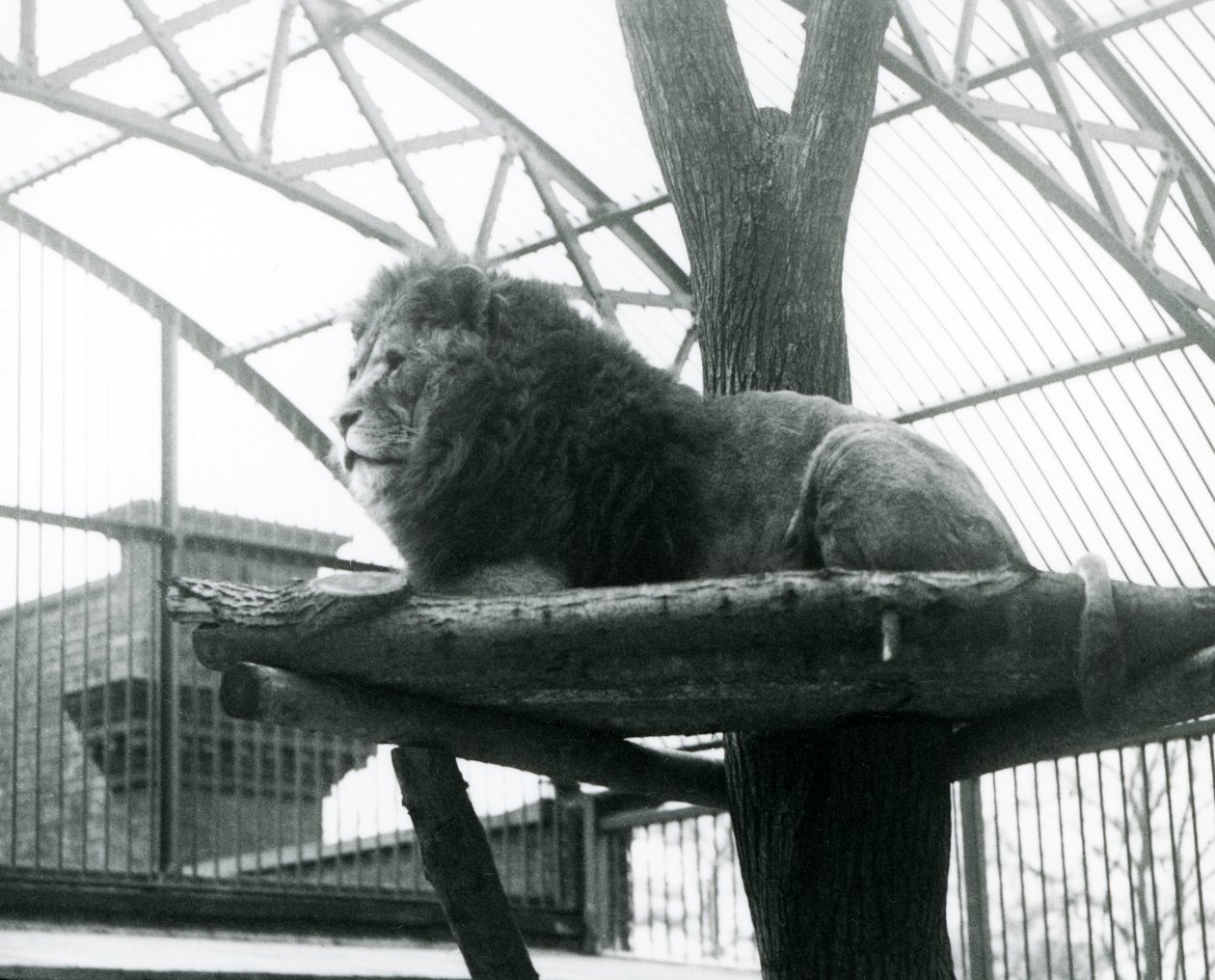 Erkek Aslan, 