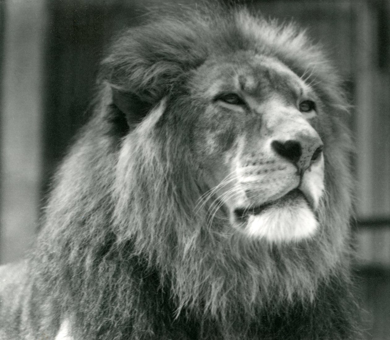 Erkek Aslan Kuja, Ağustos 1924