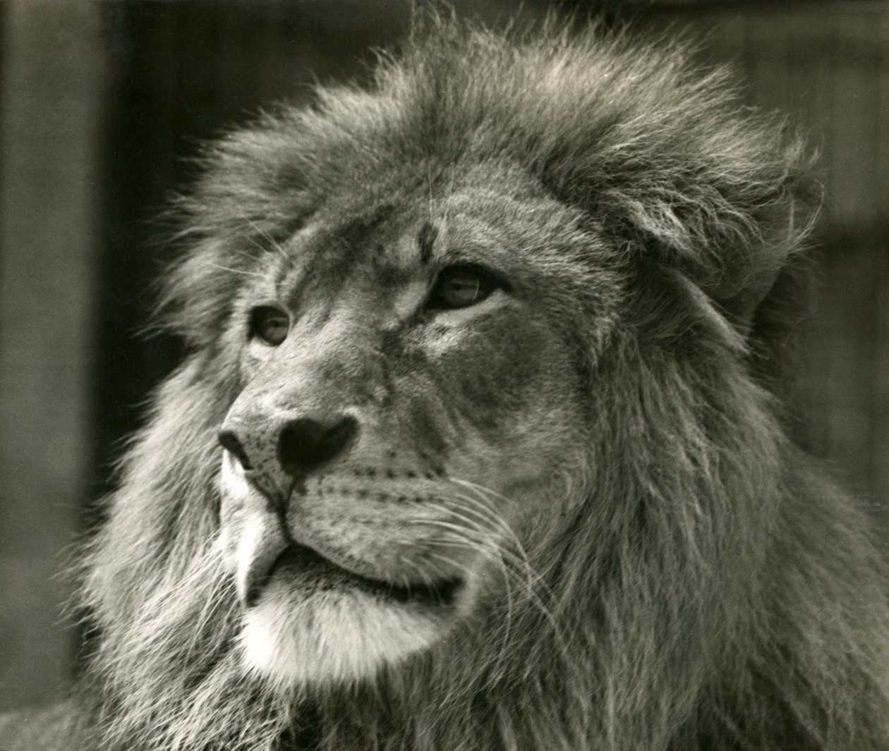 Erkek Aslan Kuja, Ağustos 1924