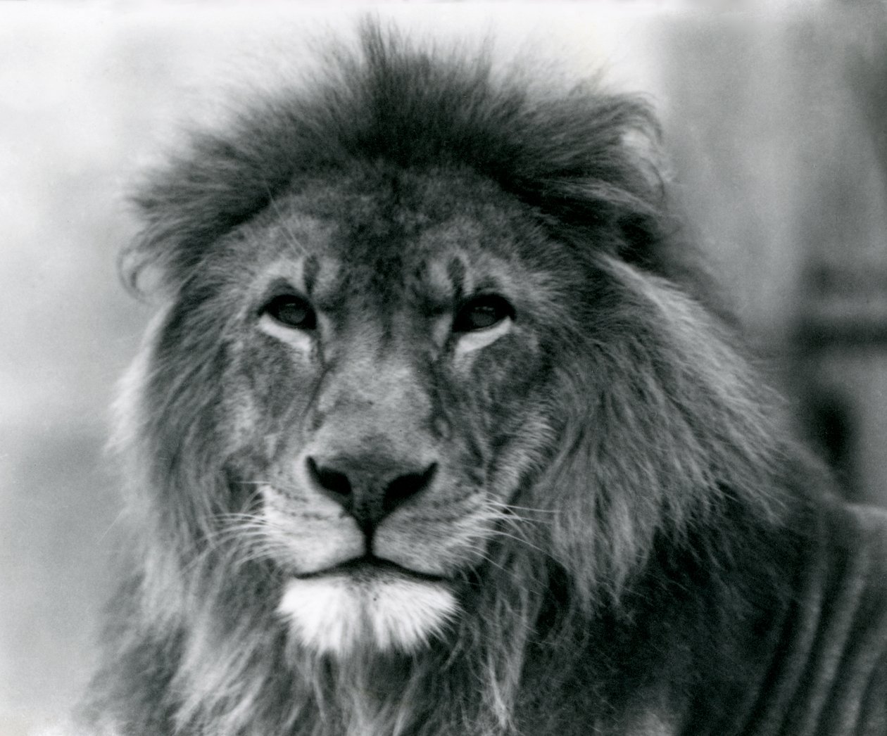 Erkek Aslan 