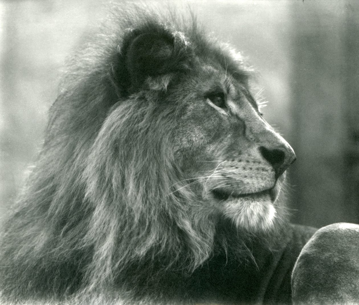 Erkek Aslan Kuja, Ocak 1925