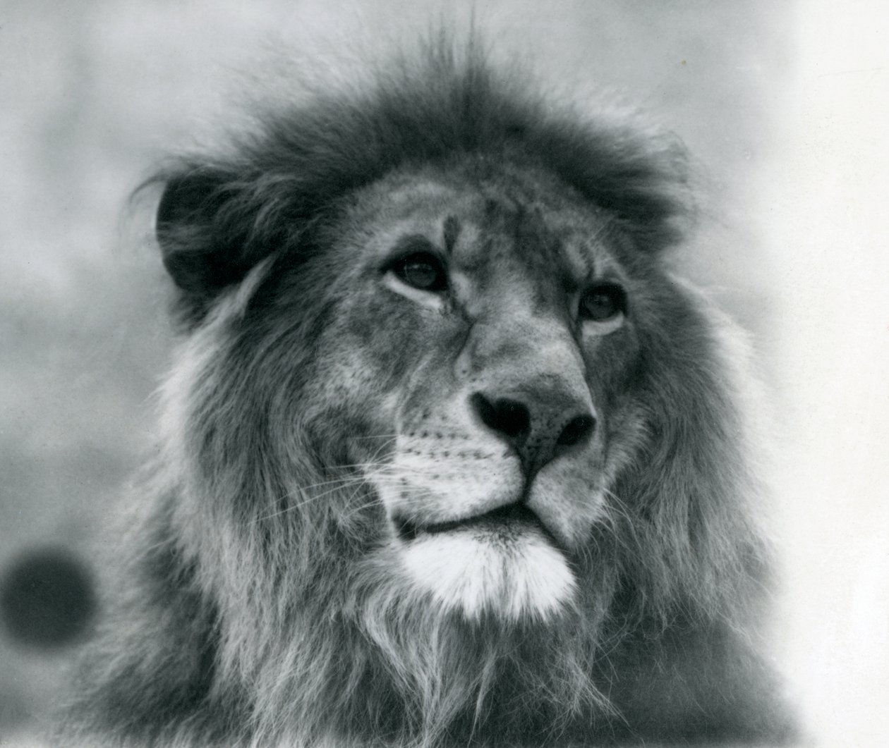 Erkek Aslan Kuja, Ocak 1925