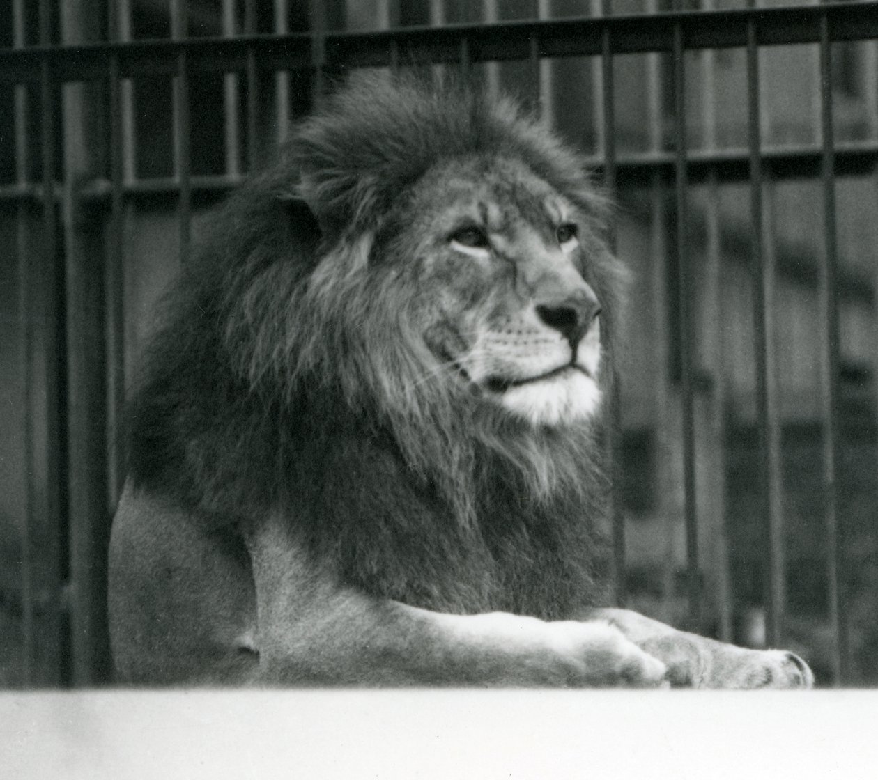 Erkek Aslan 