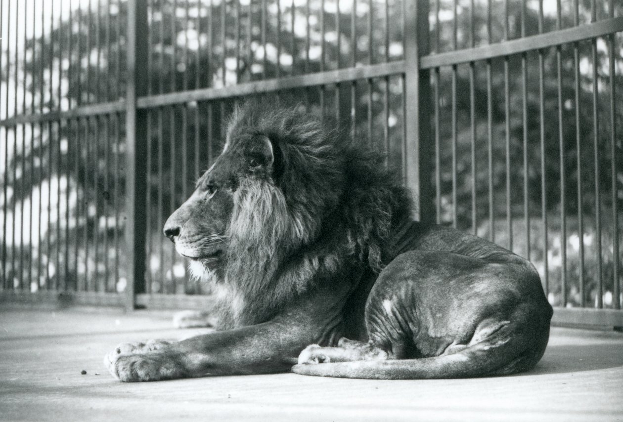 Erkek Aslan Toto, Eylül 1927