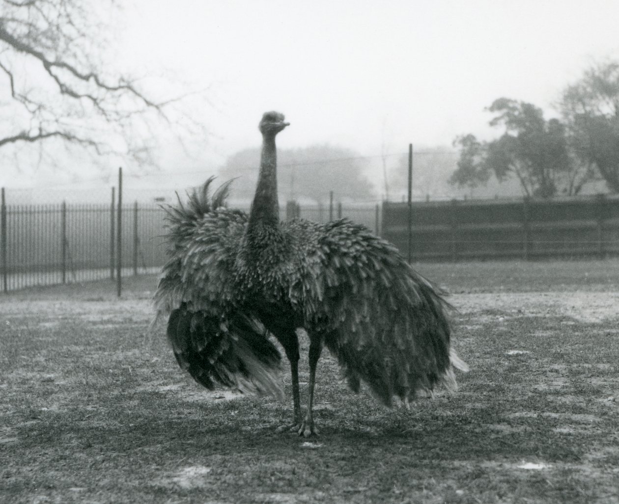 Greater Rhea, Londra Hayvanat Bahçesi tarafından erkek çağrı ekranı by Frederick William Bond