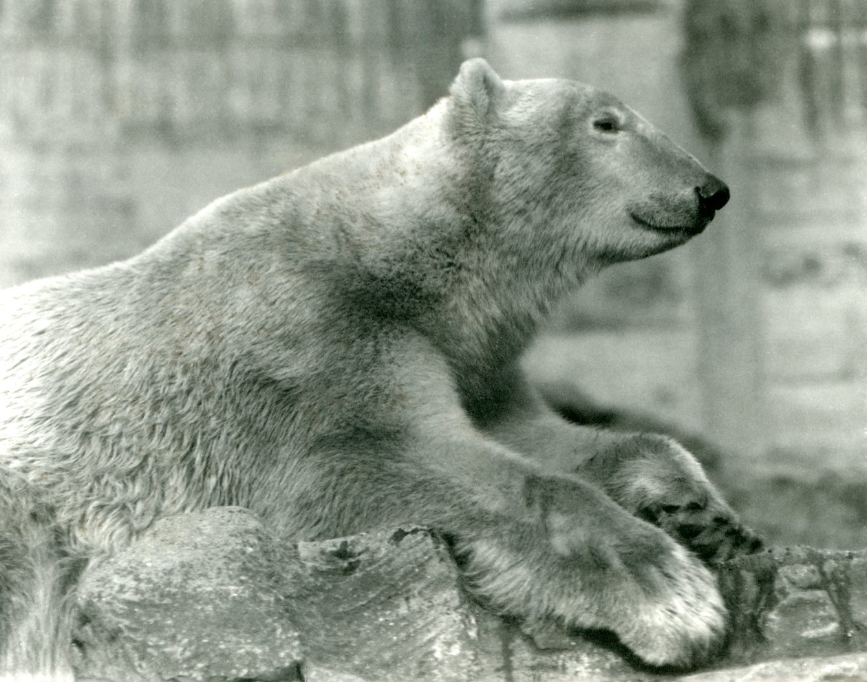 Kutup Ayısı Sam, 1930