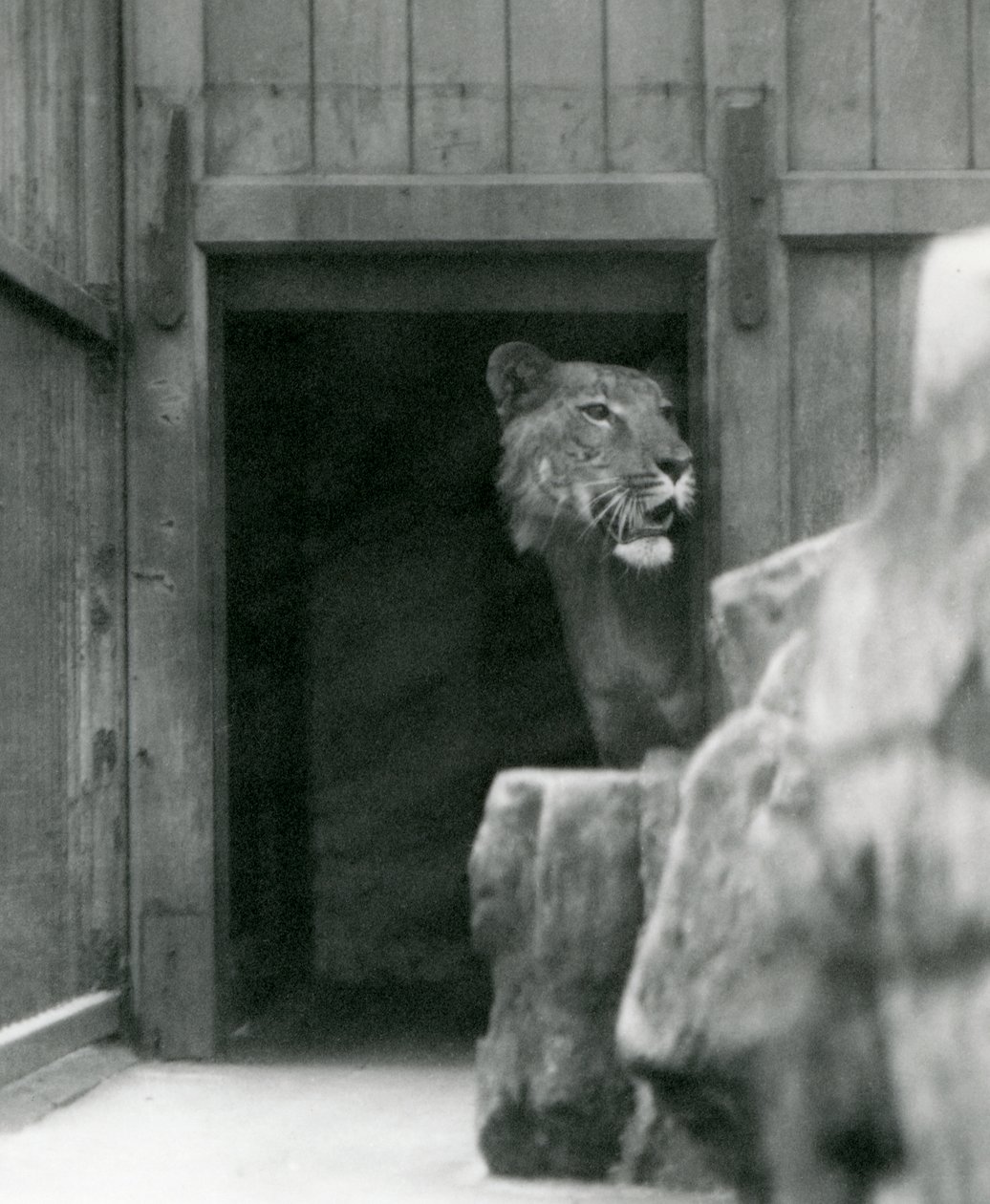Ranji bir erkek Tigon, Londra Hayvanat Bahçesi, Temmuz 1924 by Frederick William Bond