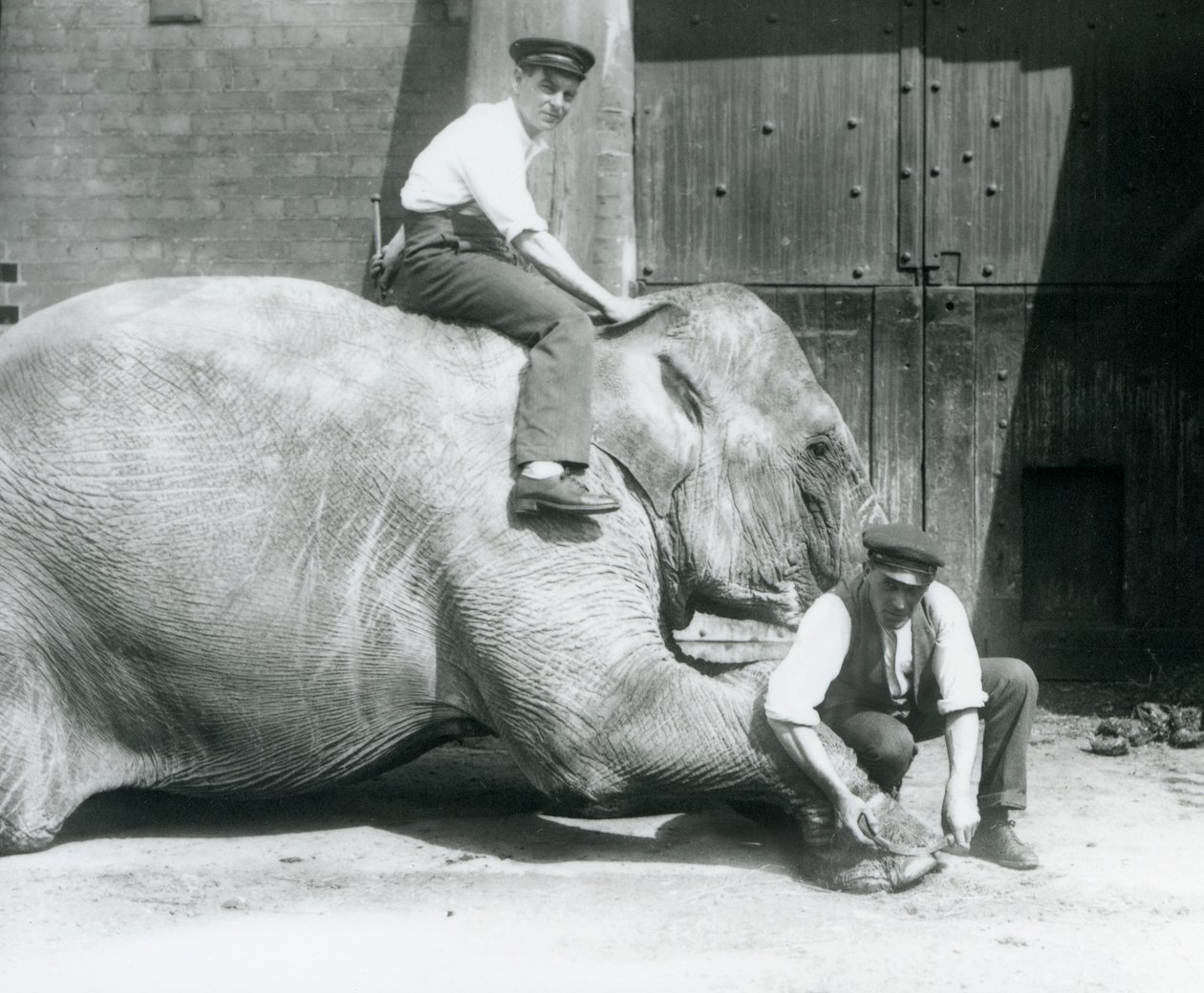 Sundermalah, bir başkası sırtında otururken bir bekçi tarafından bir dosya ile ön ayağını keserken, Londra Hayvanat Bahçesi, Ağustos 1926 by Frederick William Bond