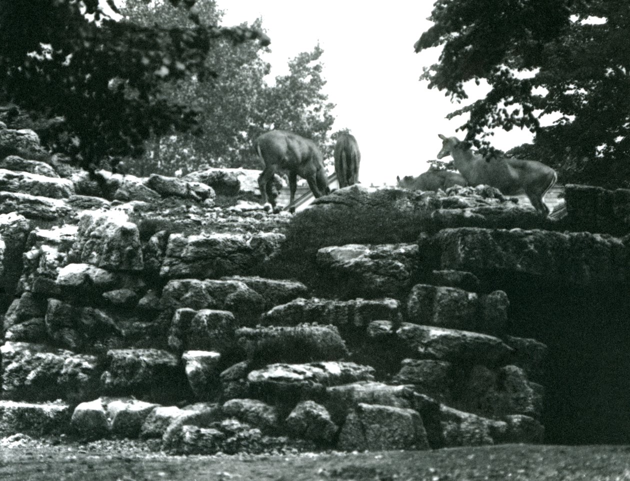 Haziran 1924