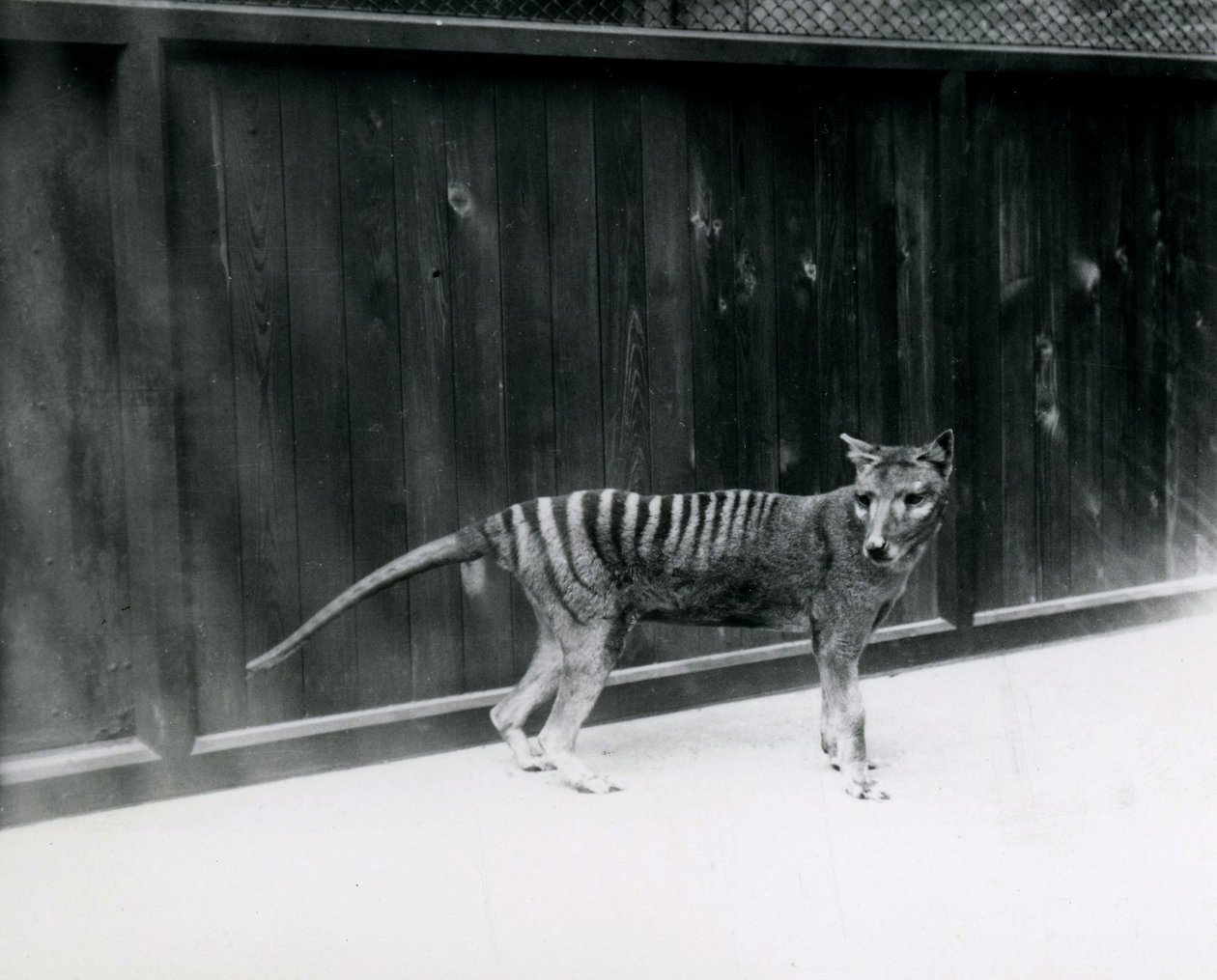 Thylacine Tasmanian Wolf, 1930'dan önce Londra Hayvanat Bahçesi'nde by Frederick William Bond