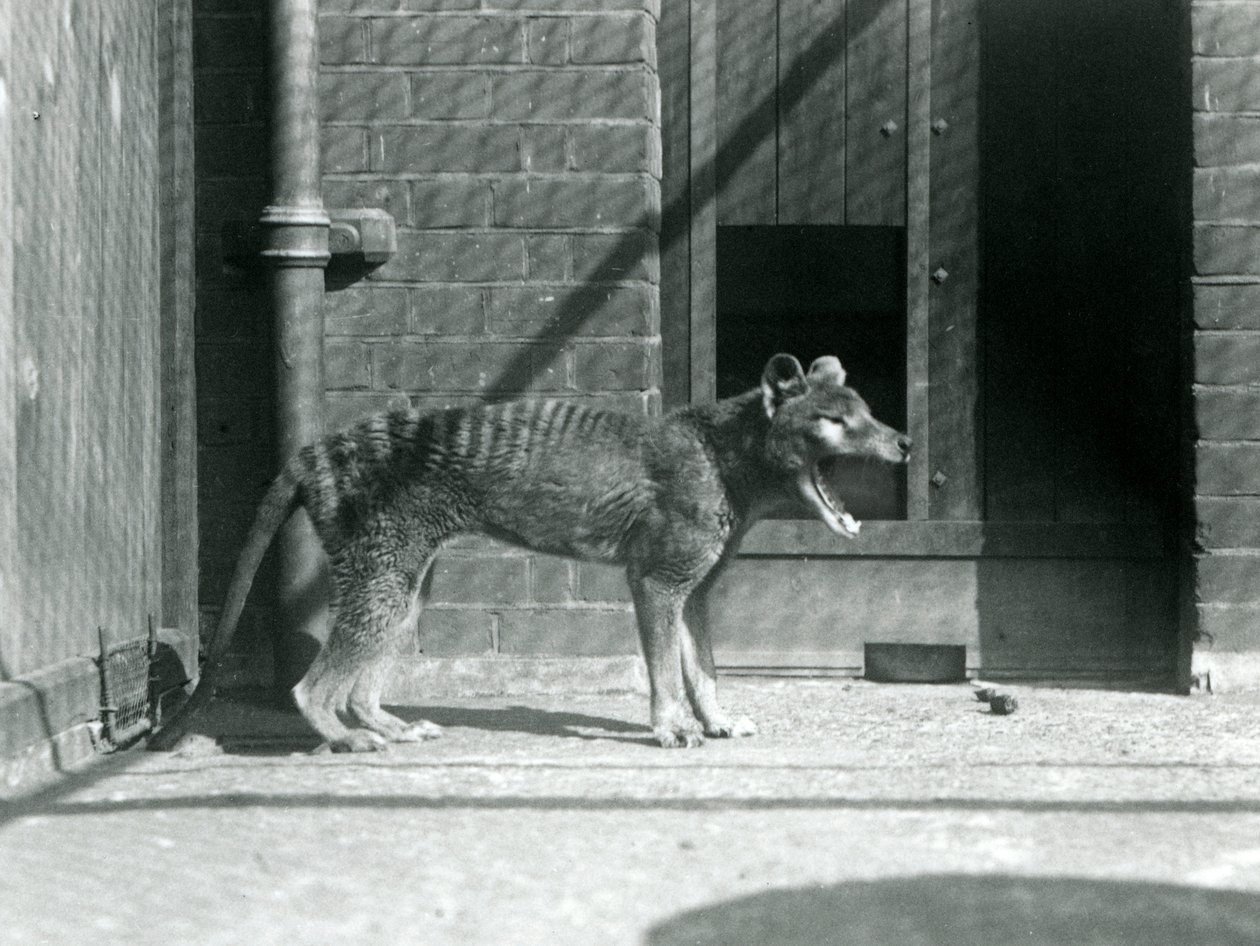 Thylacine/ Tasmanian Wolf, Ağustos 1926