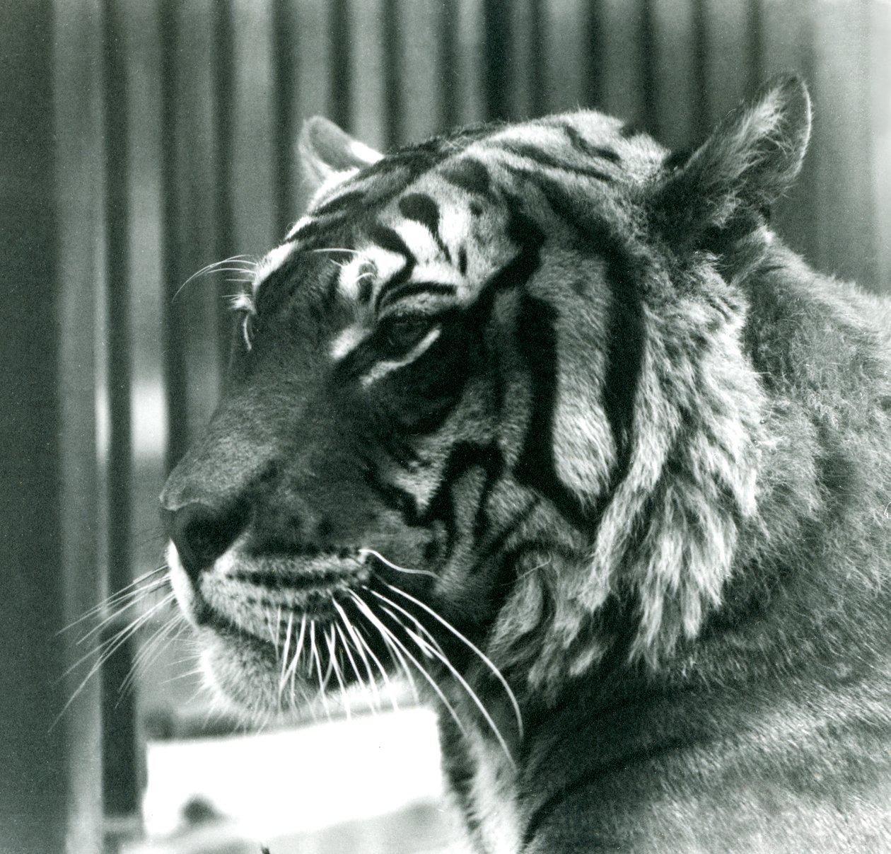 Tiger Sam, 1925