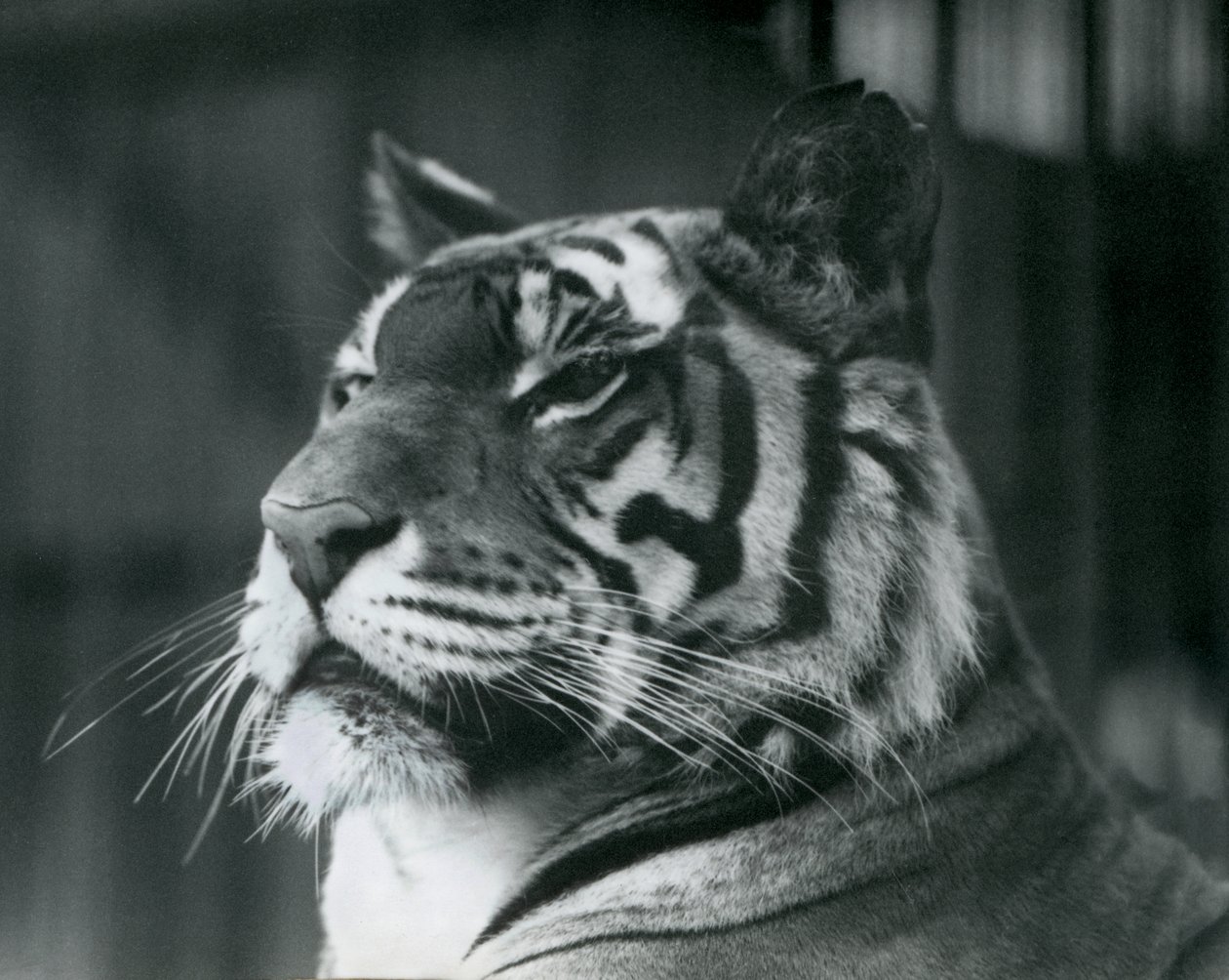 Tigress Sally, 1927