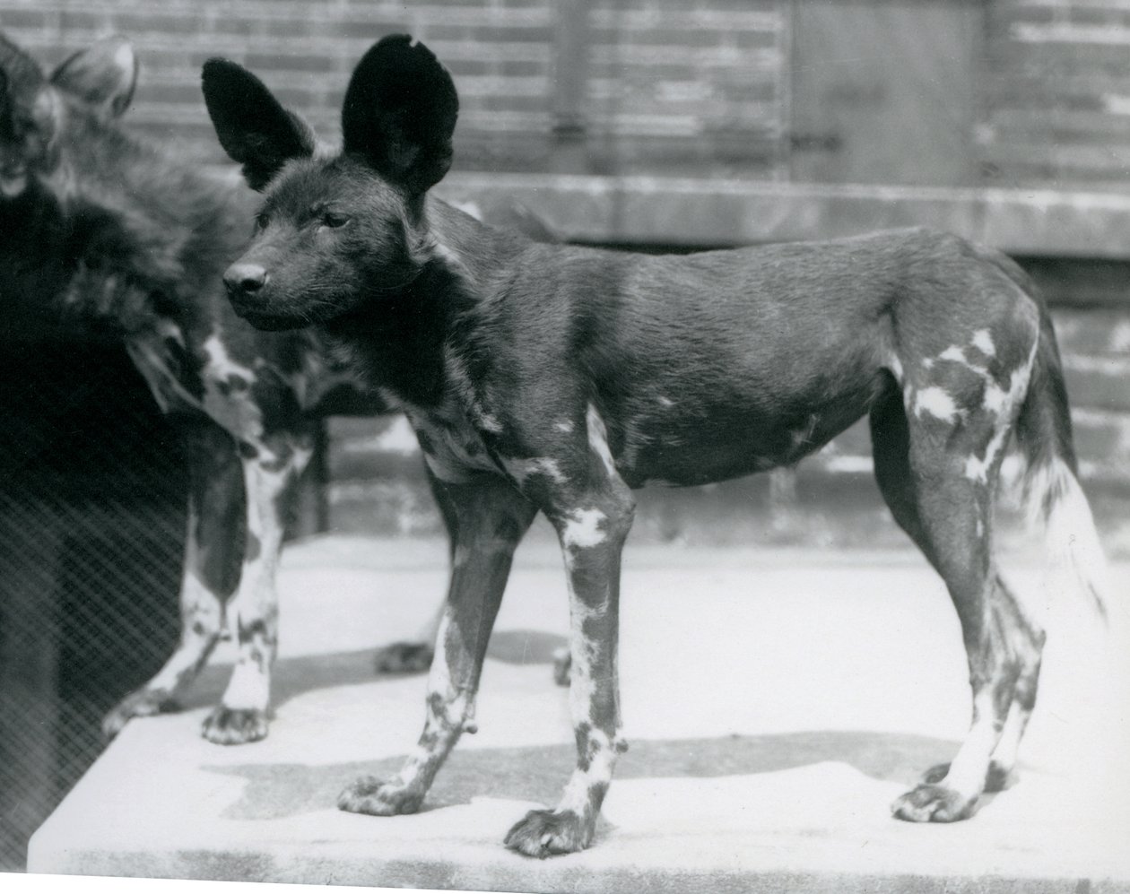 Londra Hayvanat Bahçesinde İki Somali Yaban Köpeği, Temmuz 1925 by Frederick William Bond