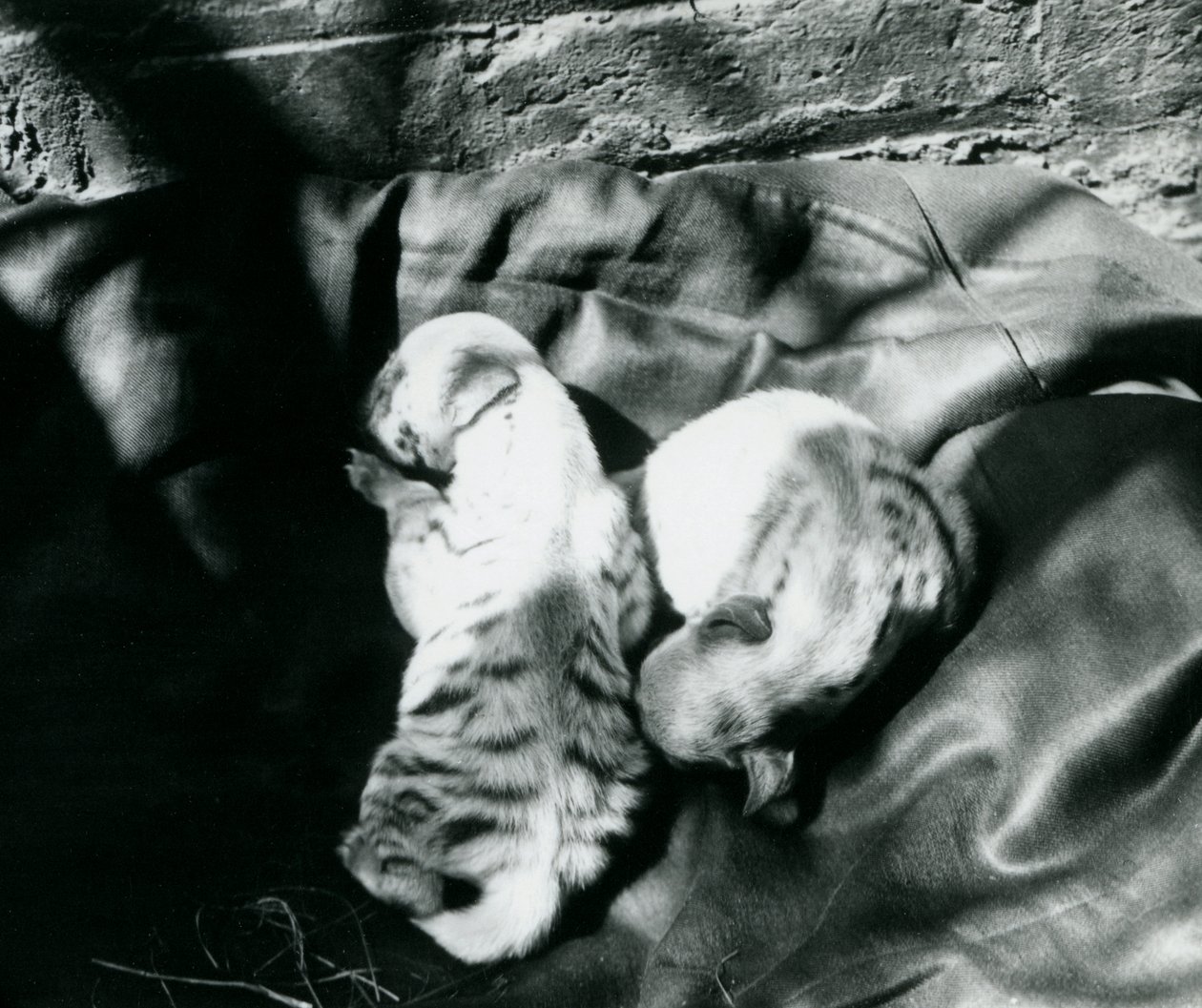 Londra Hayvanat Bahçesi'nde iki Çizgili Hyaena yavrusu, c.1914 by Frederick William Bond