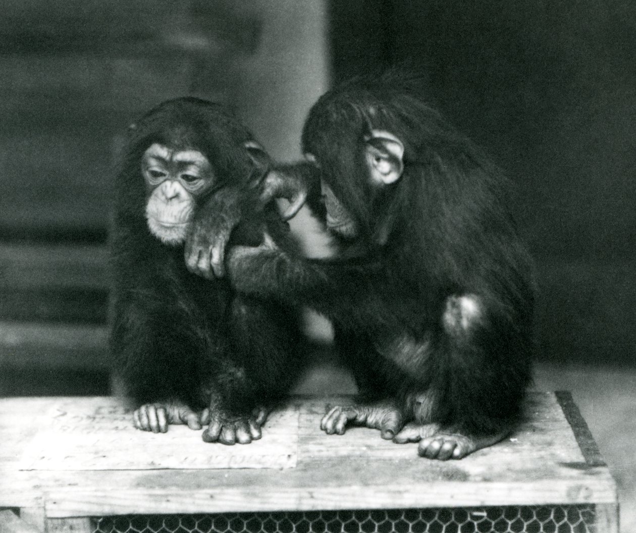 Tahta bir sandık üzerinde oturan iki genç şempanze. Biri hareketsiz otururken diğeri kürkünü tımar ediyor, London Zoo by Frederick William Bond