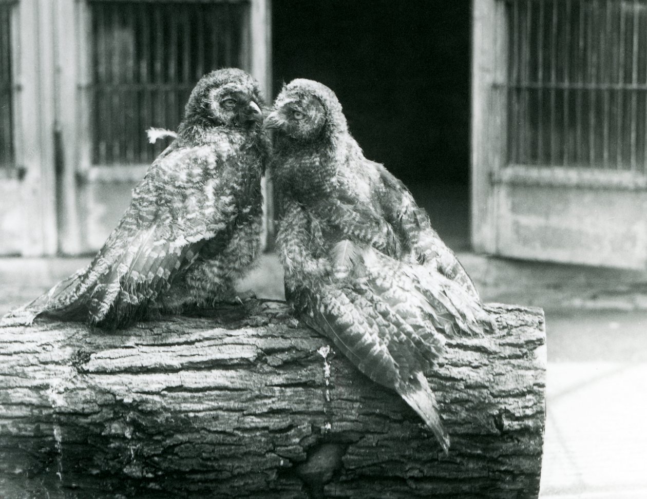 Lapland veya Lapp Baykuşu olarak da bilinen iki genç Büyük Gri Baykuş, bir kütüğün üzerinde birbirine bakan, Londra Hayvanat Bahçesi, Ağustos 1926 (s/b fotoğraf) by Frederick William Bond