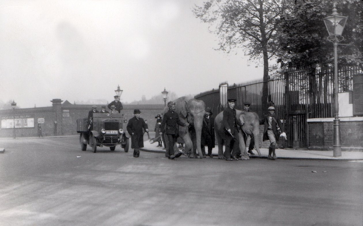 1923'te rıhtımdan bir çift fili ZSL Londra Hayvanat Bahçesi'ne yürümek, bu son kez yapıldı by Frederick William Bond