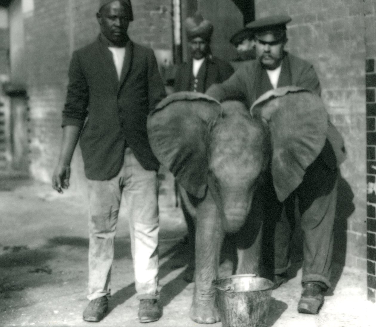 Genç Afrika Fili Kiberenge, bir kovadan içiyor, eğitmenler Darish ve Syed Ali ve 1923