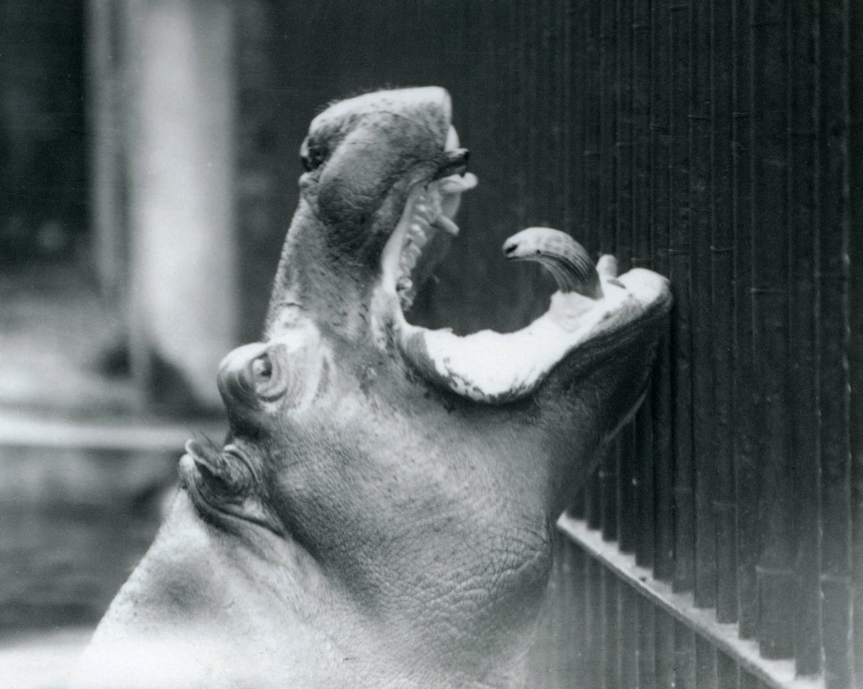 Londra Hayvanat Bahçesinde Genç Su Aygırı Bobbie, 1927 by Frederick William Bond