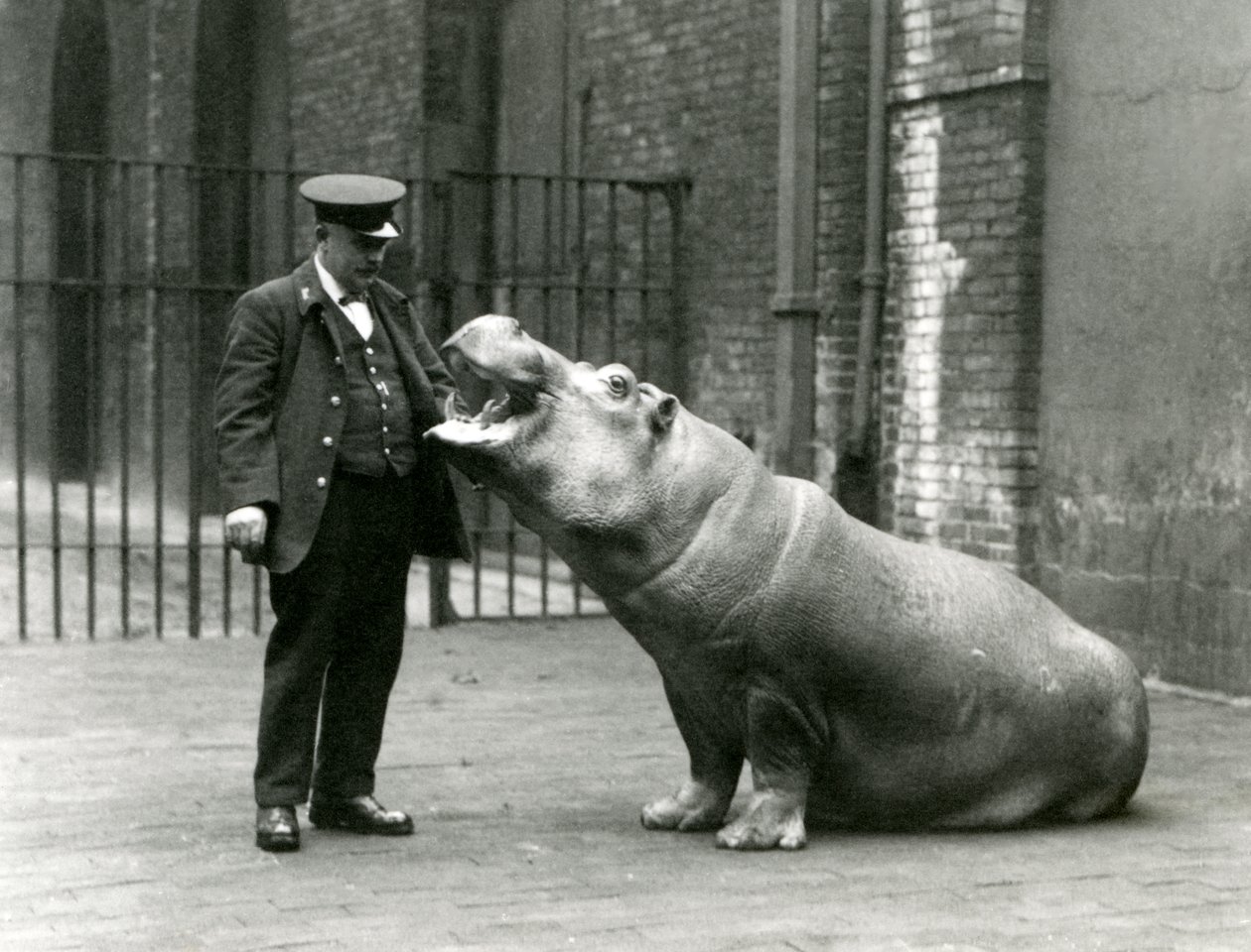 Kaleci Ernie Bowman için oturan genç Su aygırı Bobbie, Londra Hayvanat Bahçesi, Temmuz 1923 (bw fotoğraf) by Frederick William Bond