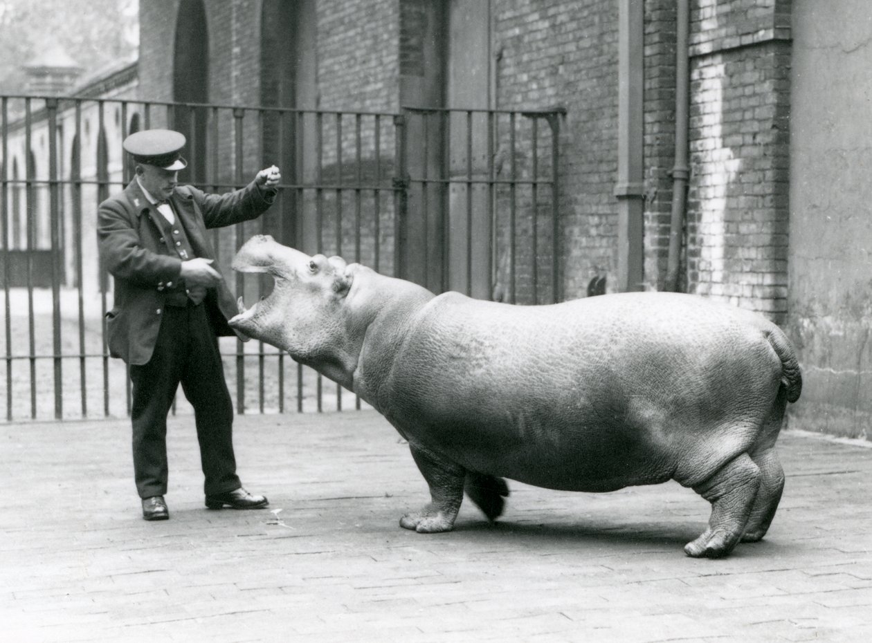 Genç Su aygırı Bobbie, bekçi Ernie Bowman ile, Londra Hayvanat Bahçesi, Temmuz 1923 (bw fotoğraf) by Frederick William Bond
