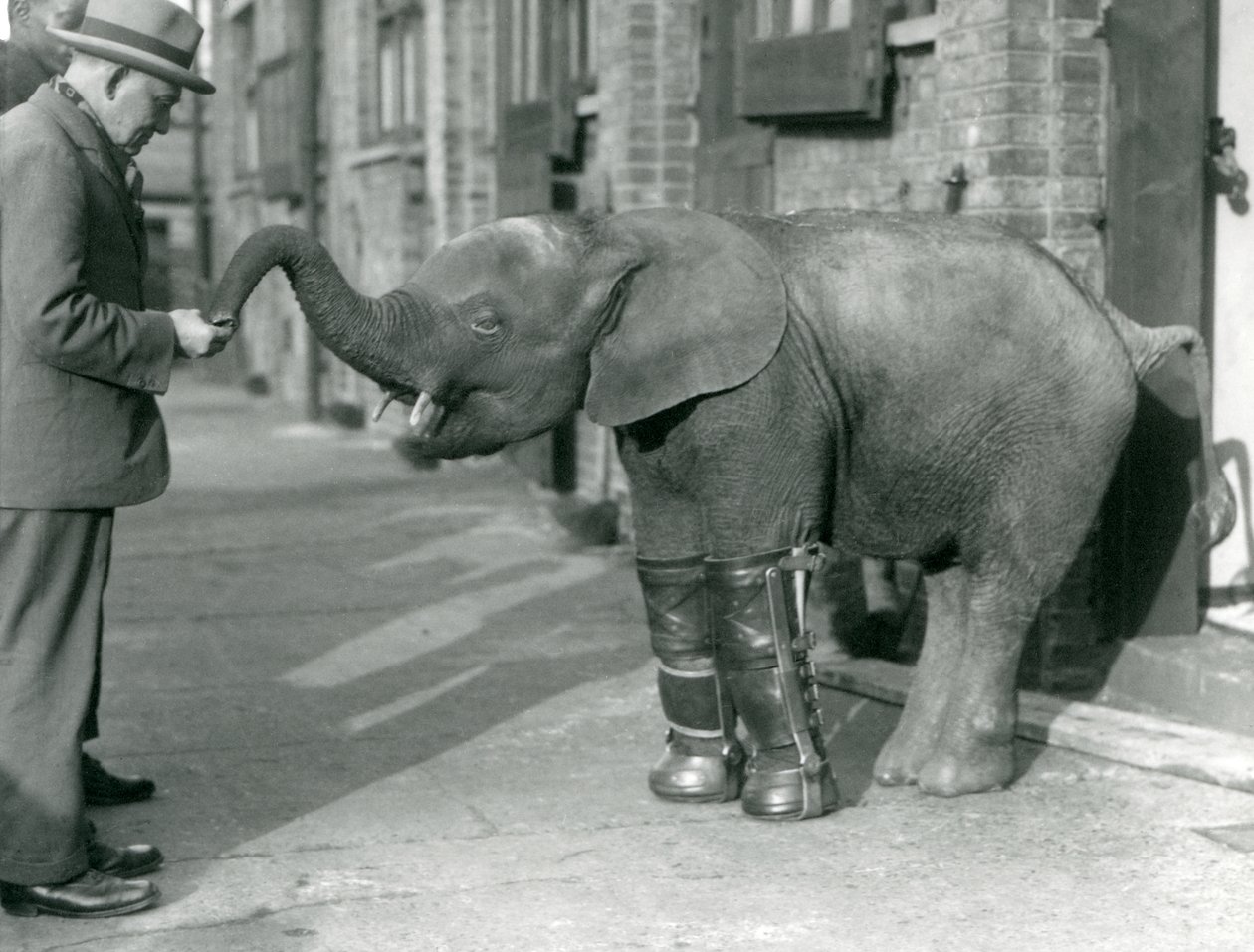 Raşitizm tedavisinin bir parçası olarak atel takılmış Genç Pigme Afrika Fili Oojah, Londra Hayvanat Bahçesi, 1926 by Frederick William Bond