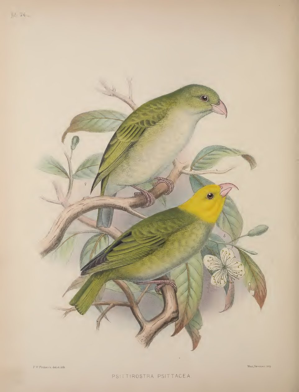 Psittirostra Psittacea, Scott B. Wilson tarafından yazılan 