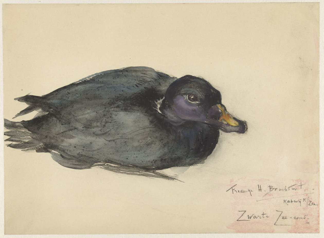 Siyah Scoter by Frederika Henriëtte Broeksmit
