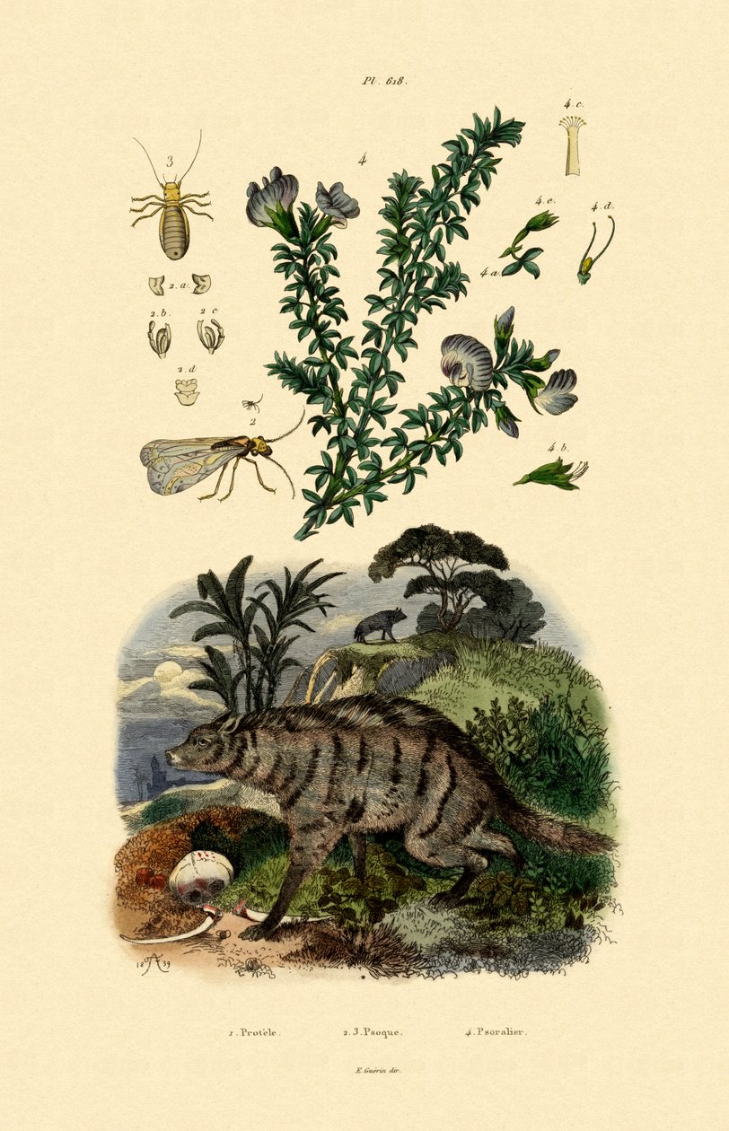Aardwolf, 1833-39 by French School
